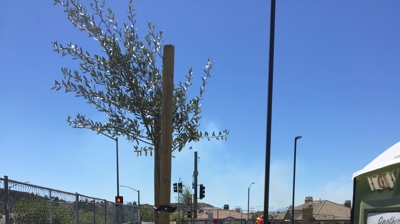 Conico Shell, Plum Canyon Photo